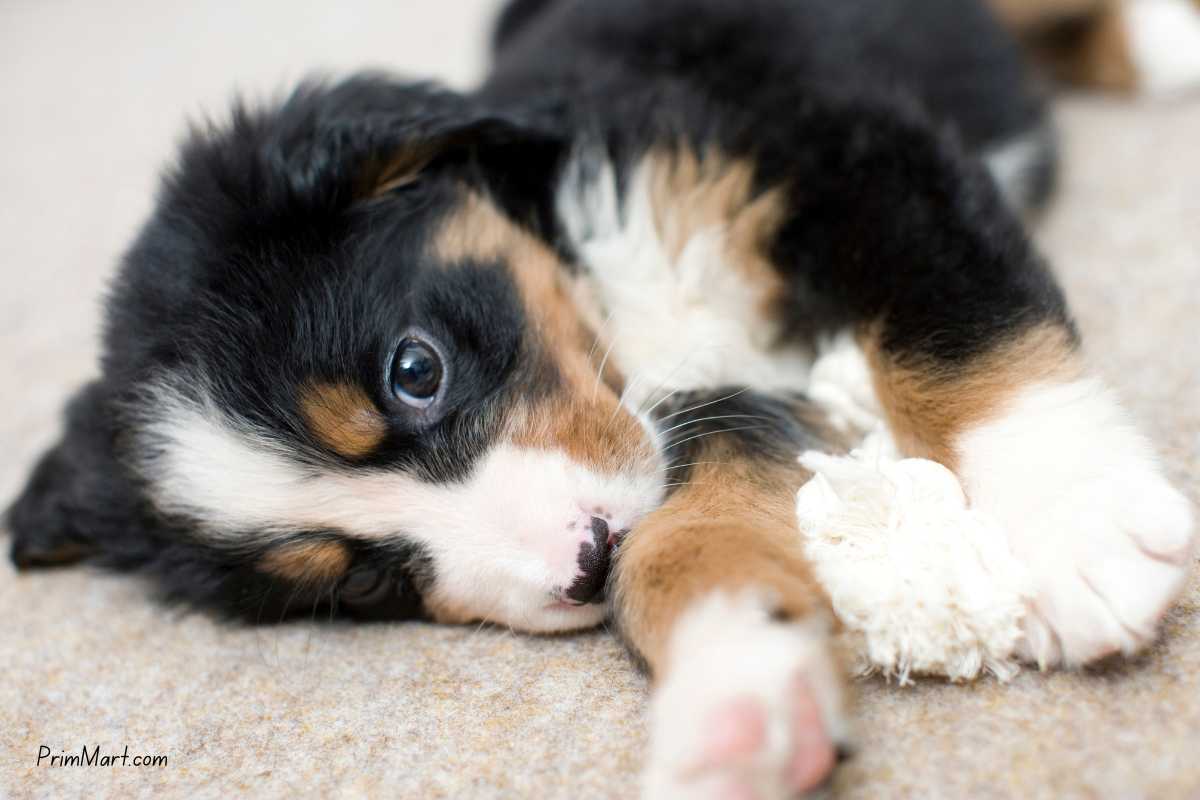 How to Look After Your New Puppy puppy advice for new owners