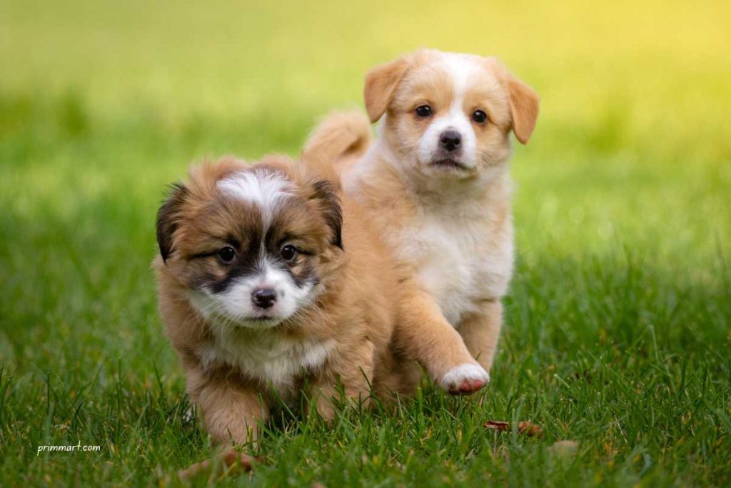 Essential Pet Supplies for New Pup Parents Saving Guide