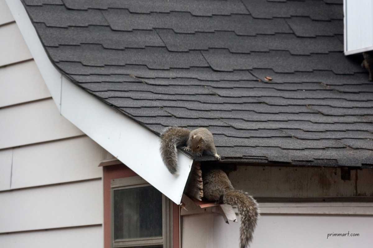 3 Ways to Keep Squirrels Out of Your Attic FI