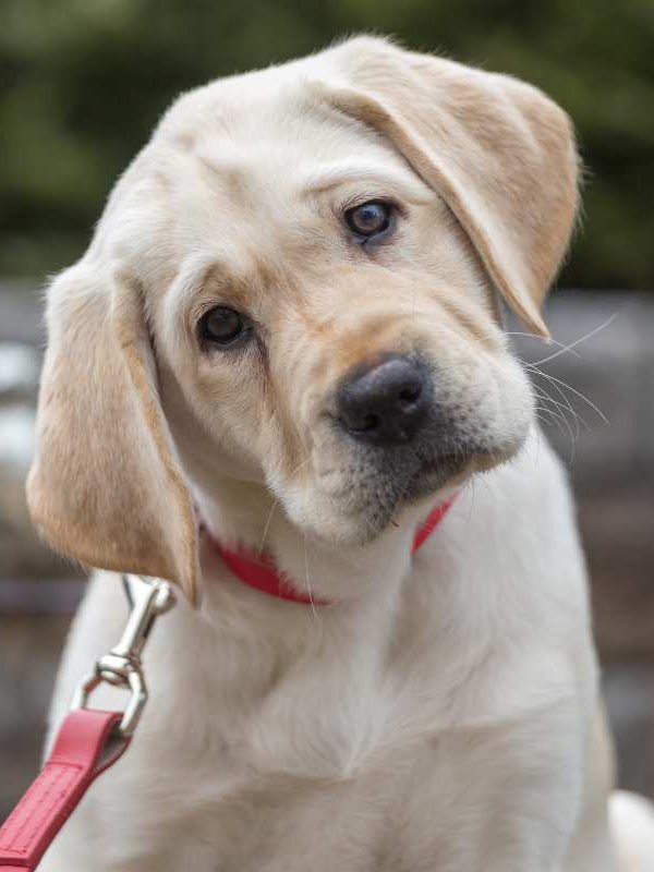Five Ways to Prepare Your Home For A Dog