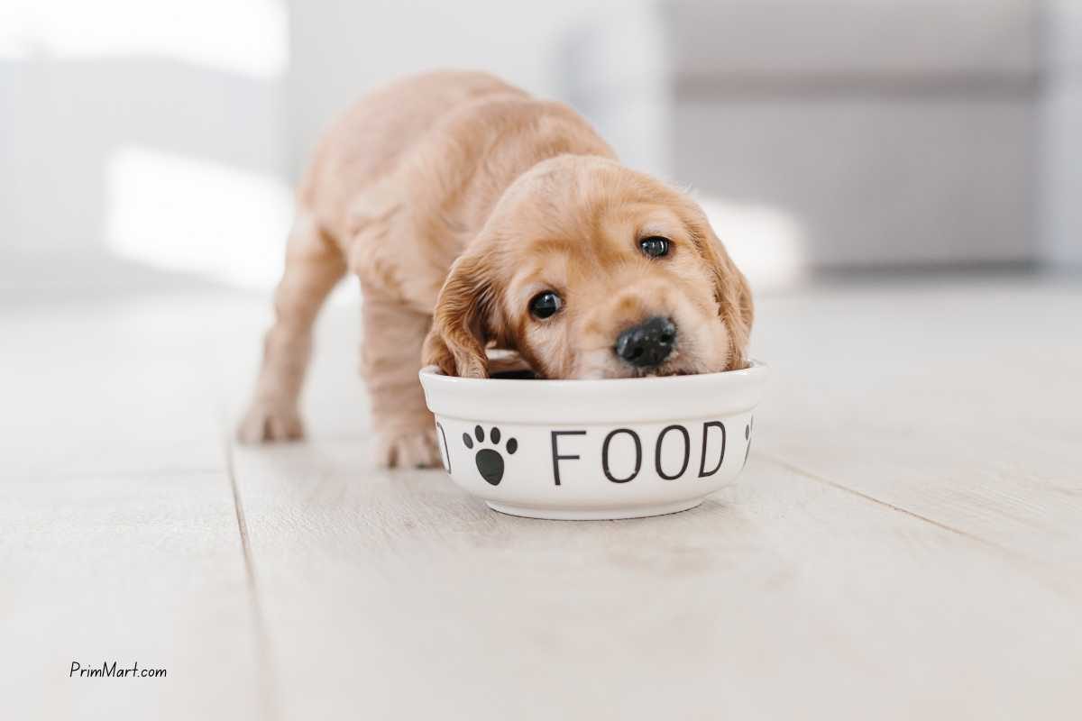 4 Types of Dog Food Worth Considering for Your New Pup