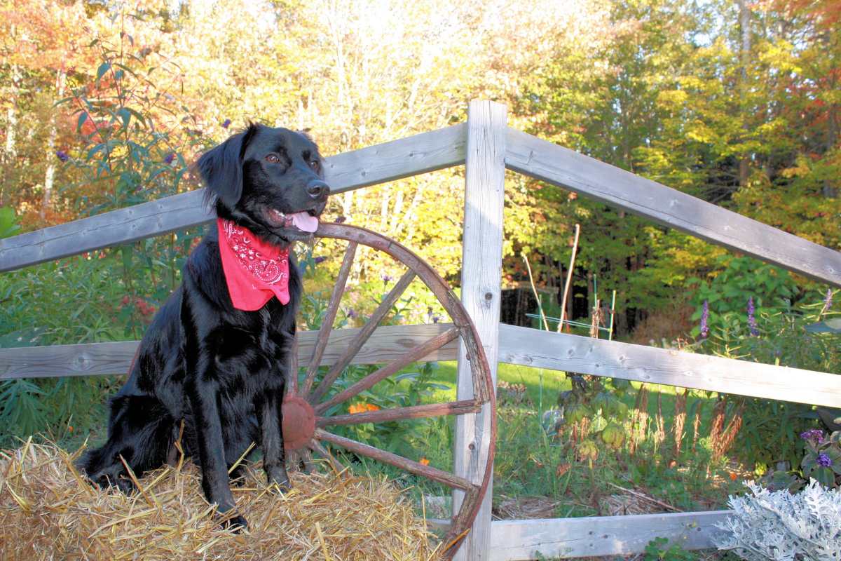 Tails from the Countryside Embracing a Rural Lifestyle with Dogs