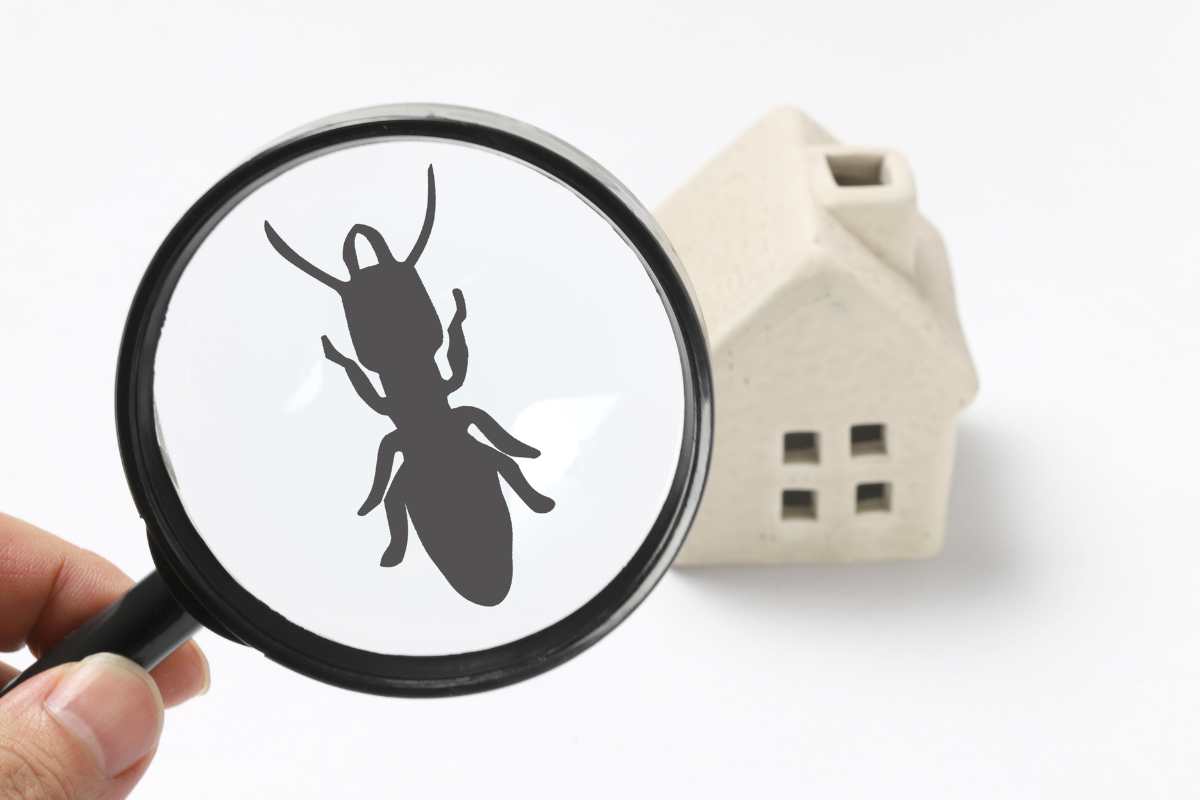 Battling Bugs: Unseen Warriors of the Homefront
