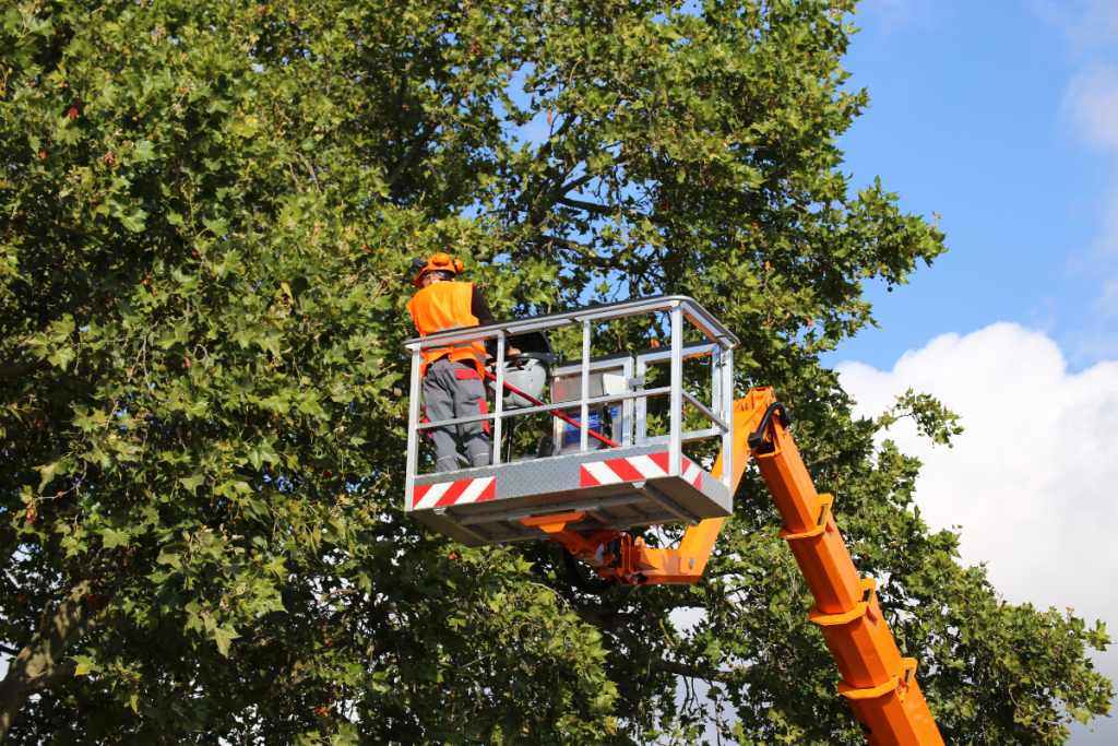 Should You Use Tree Contractors of Simcoe County 