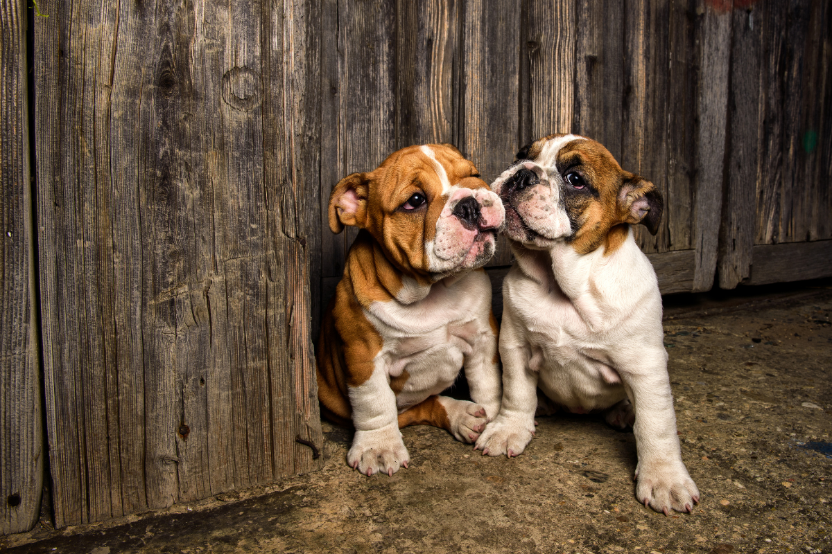 The Charm of English Bulldog Puppies What to Expect