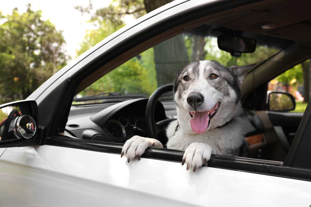 Dog Seat Belts: A Must-Have Safety Measure for Traveling with Pets
