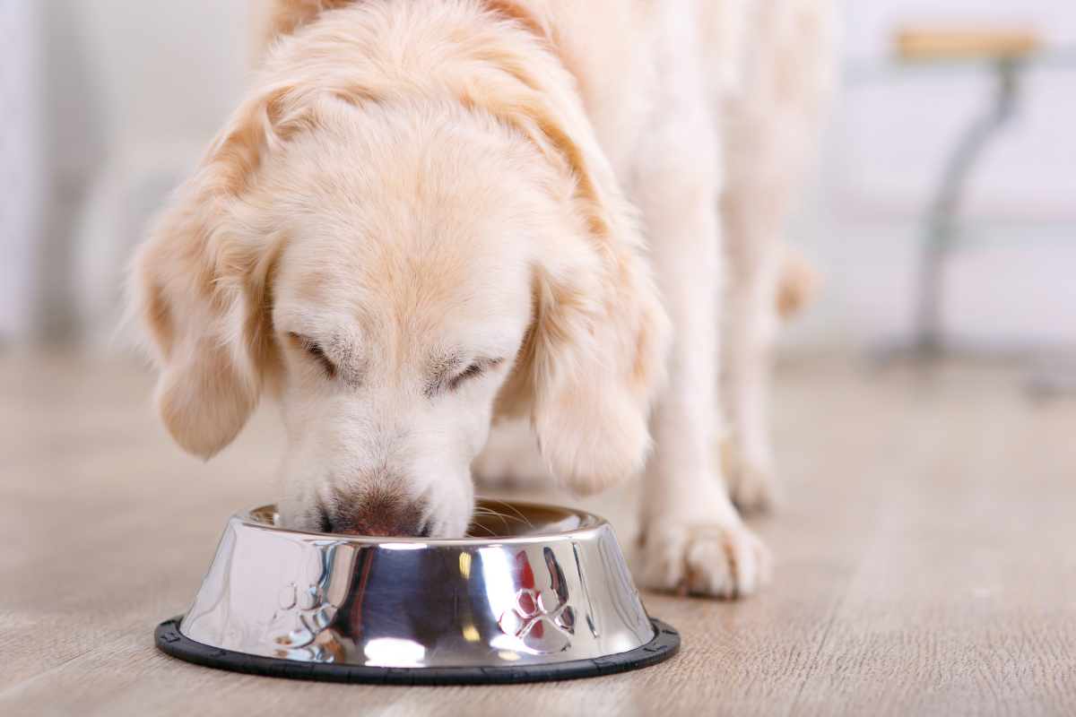 How An Owner Can Be Even More Popular When Serving Their Dog Raw Beef