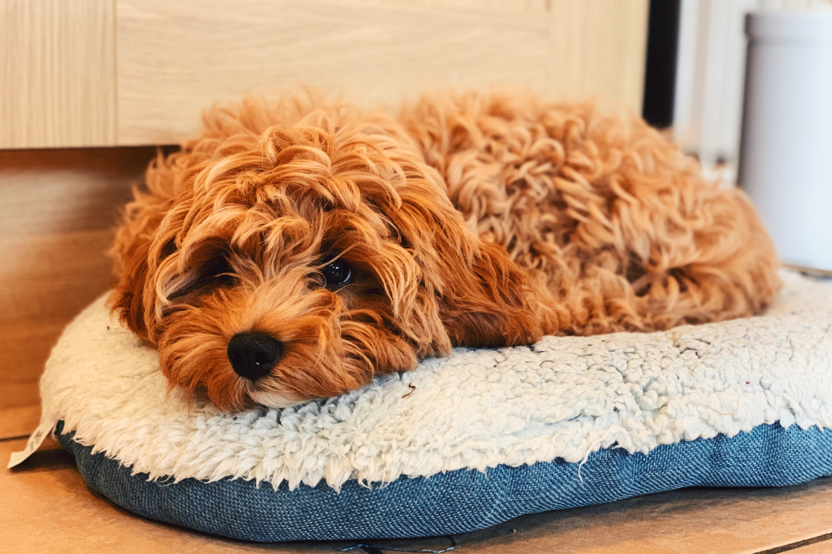 Key Considerations When Buying Cavapoo Puppies