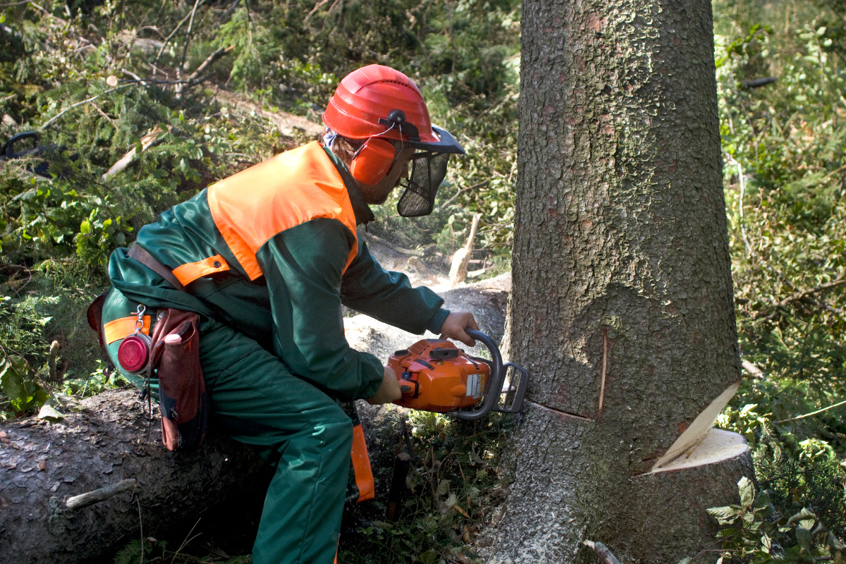 Why Get in Touch with Tree Removal Services in Maryland