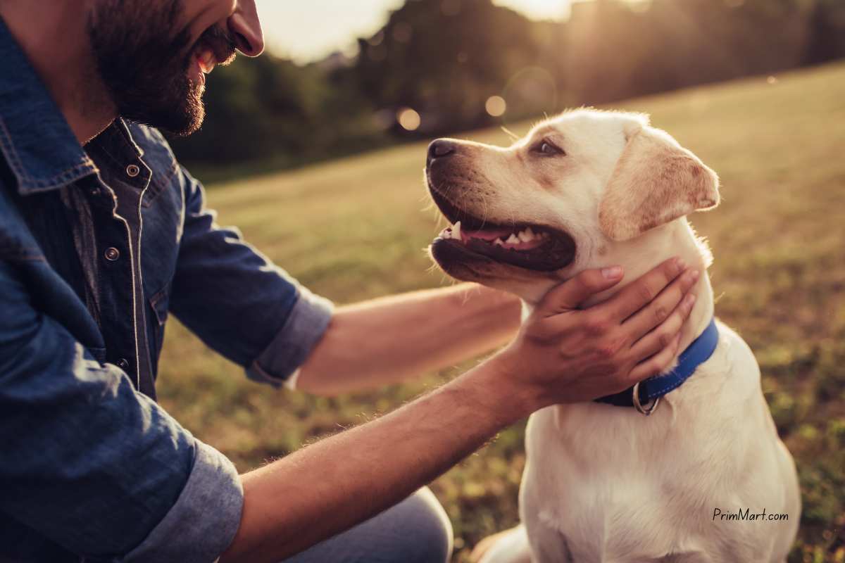 Control Dog Population: Help Them Stay Healthy