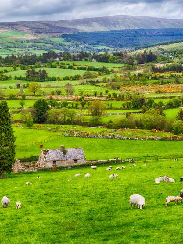 Finding the Best Travel Insurance in Ireland for Your Next Adventure