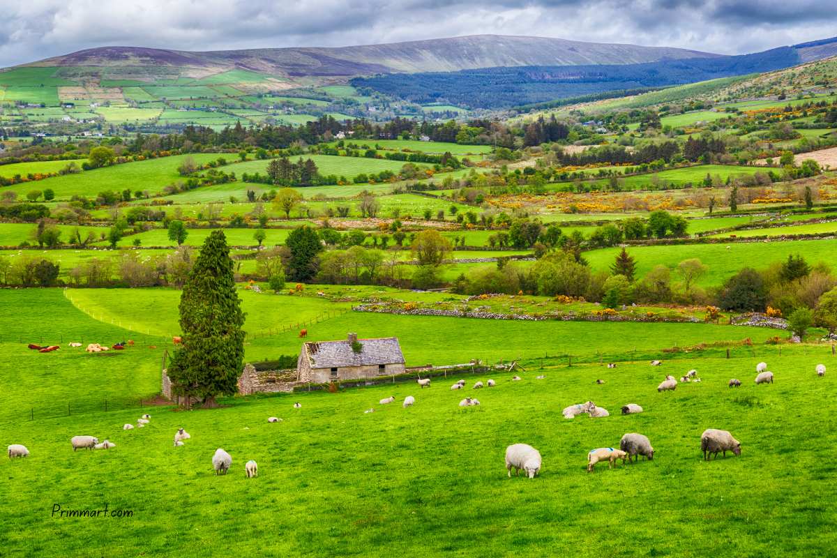 Finding the Best Travel Insurance in Ireland for Your Next Adventure