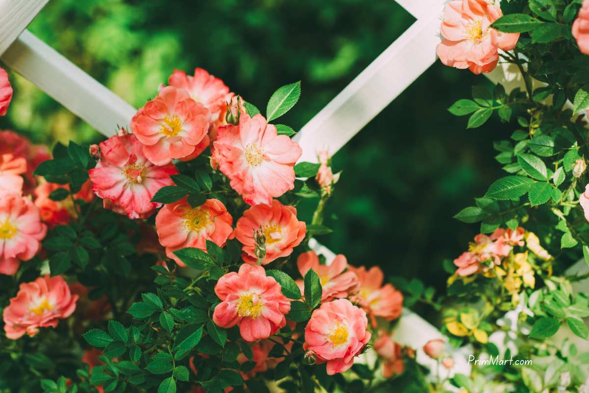Some Simple Ideas To Spruce Up Your Home's Front Yard
