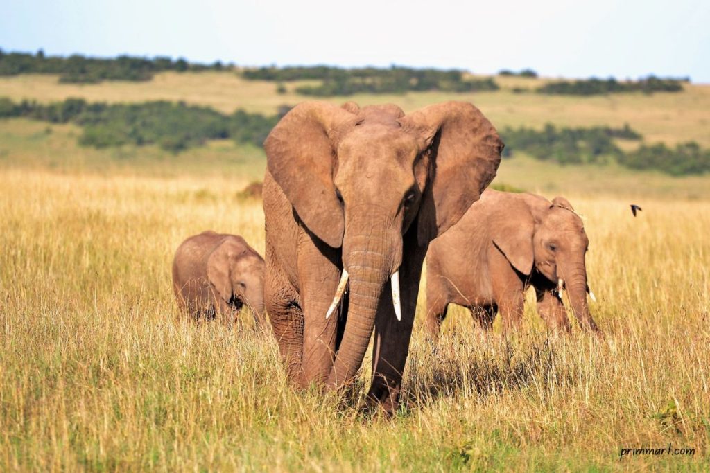 Unveiling the Most Searched Safari Animals Insights and Destinations