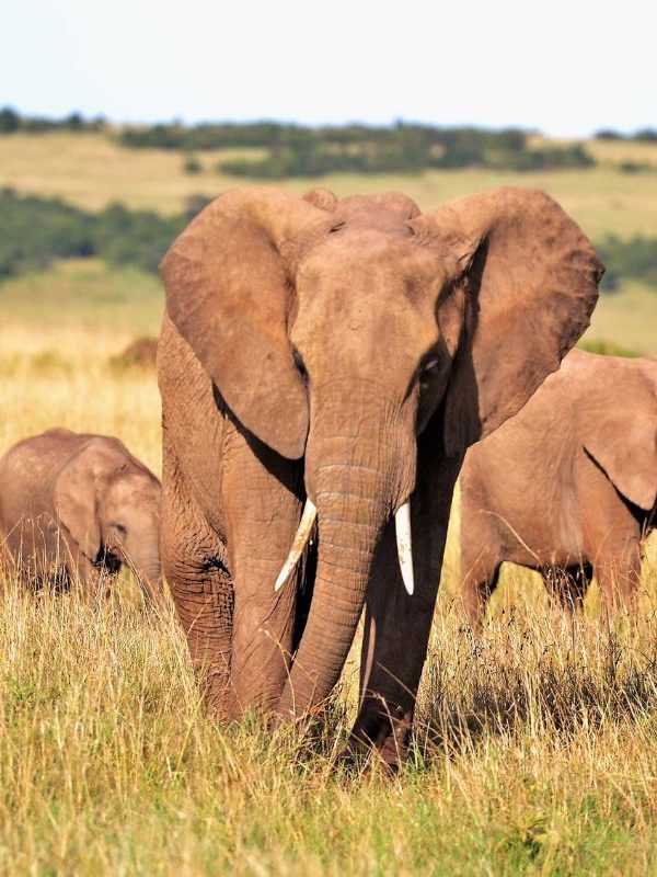 Unveiling the Most Searched Safari Animals Insights and Destinations