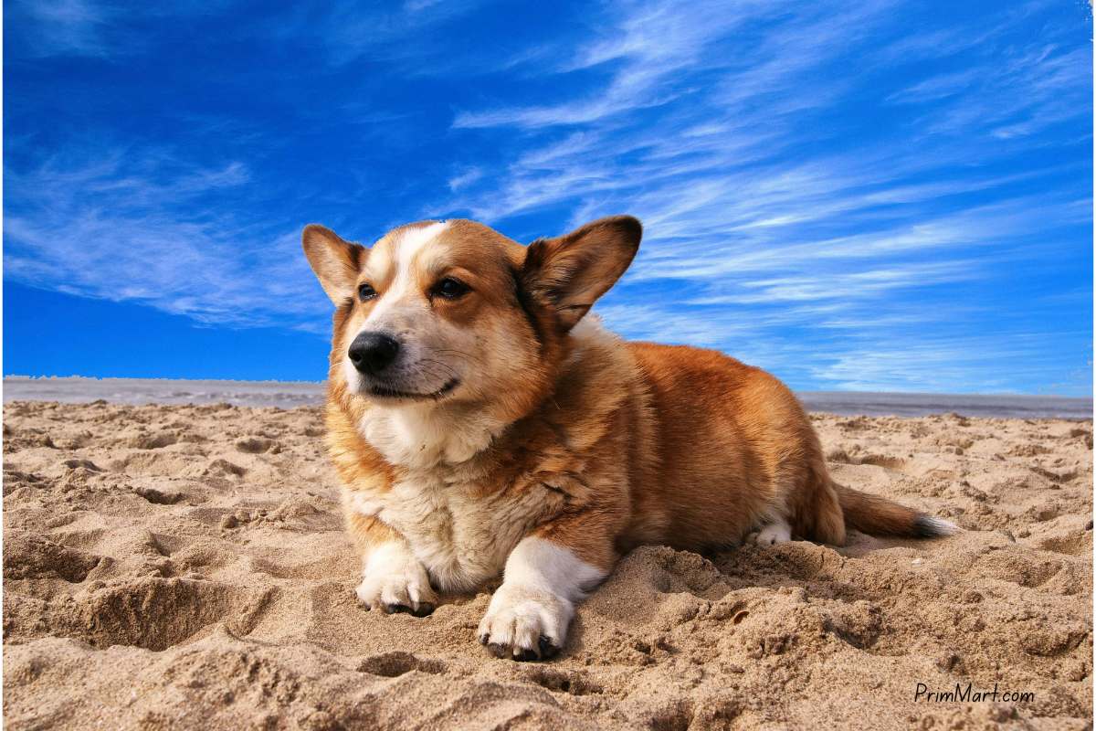 5 Tips For Caring For Your Pets During A Hot Summer