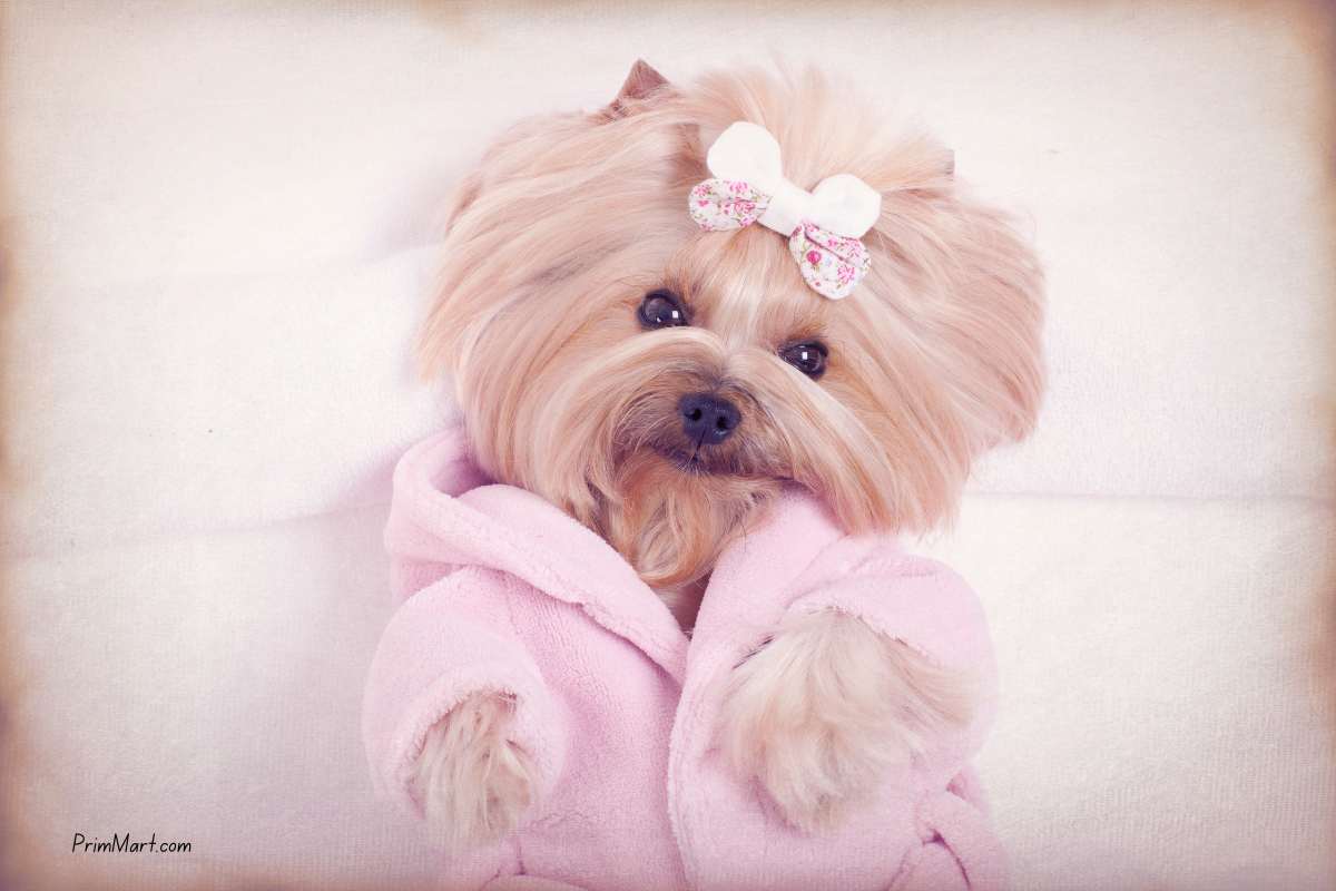 Exploring the Luxury Pet Care Revolution: Dolce & Gabbana’s Fefé