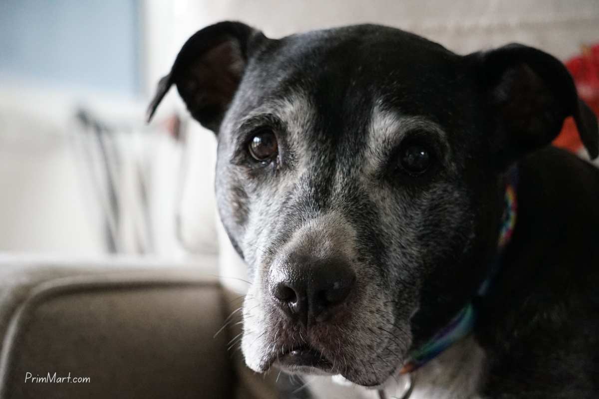 Best Pet Health Resources for Senior Dog Owners in Portland