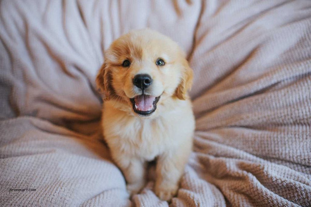 Pet Care 101 Key Tips for New Puppy Owners