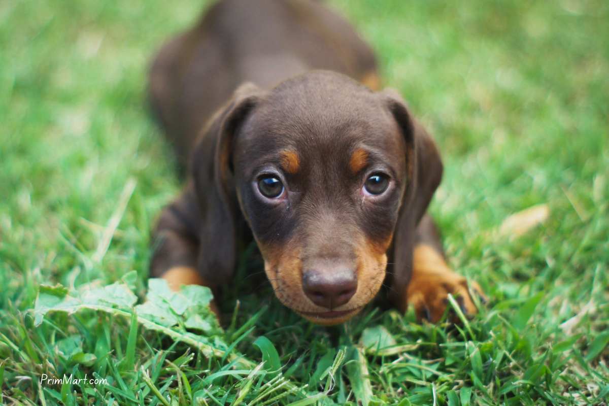 4 Tips to Make Your Dog More Social: How to Properly Socialize Your Puppy