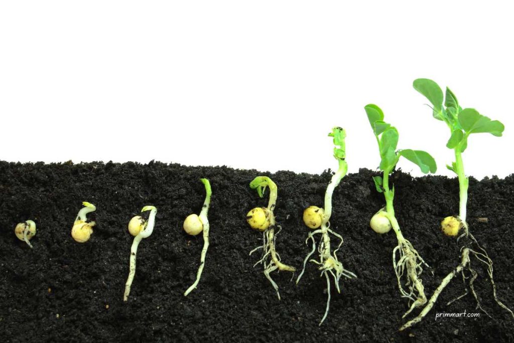 7 Simple Steps to Start Seeds Indoors