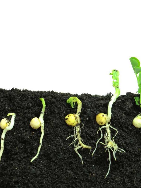 7 Simple Steps to Start Seeds Indoors