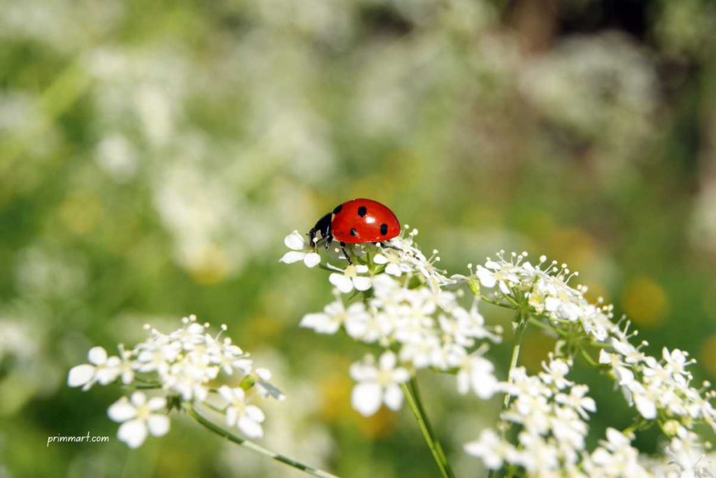 Attract Friendly Insects to Your Garden: A Guide to Natural Pest Control and Pollination