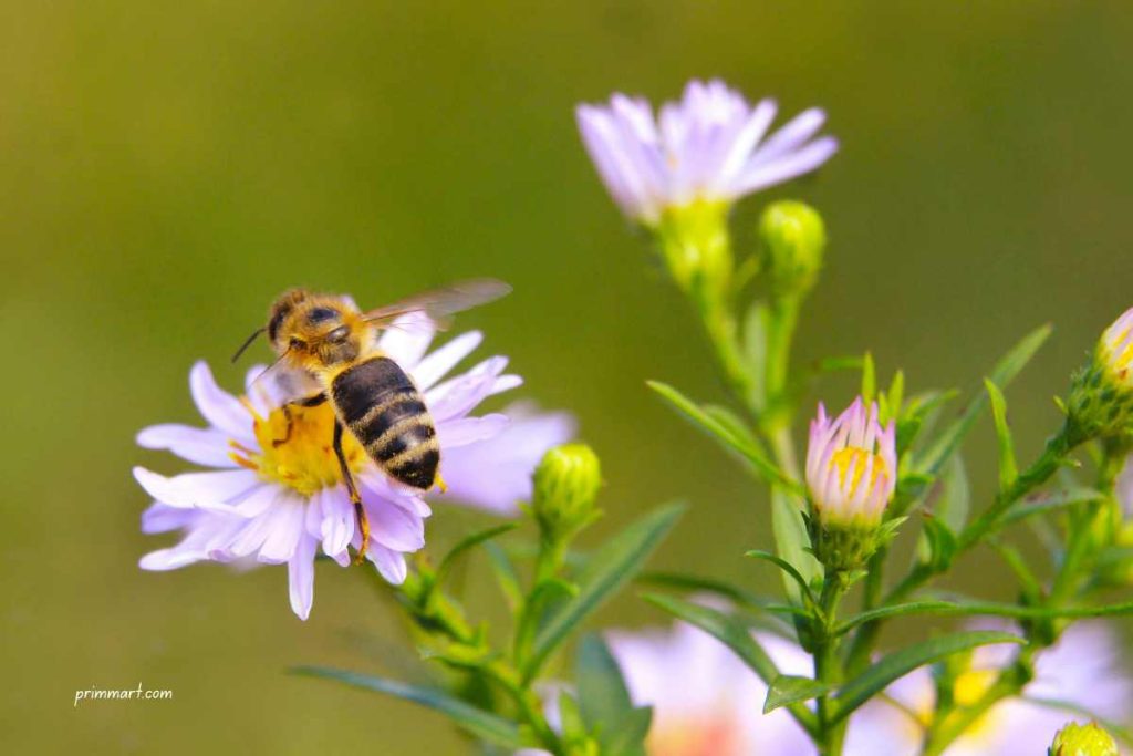 Attract Friendly Insects to Your Garden: A Guide to Natural Pest Control and Pollination