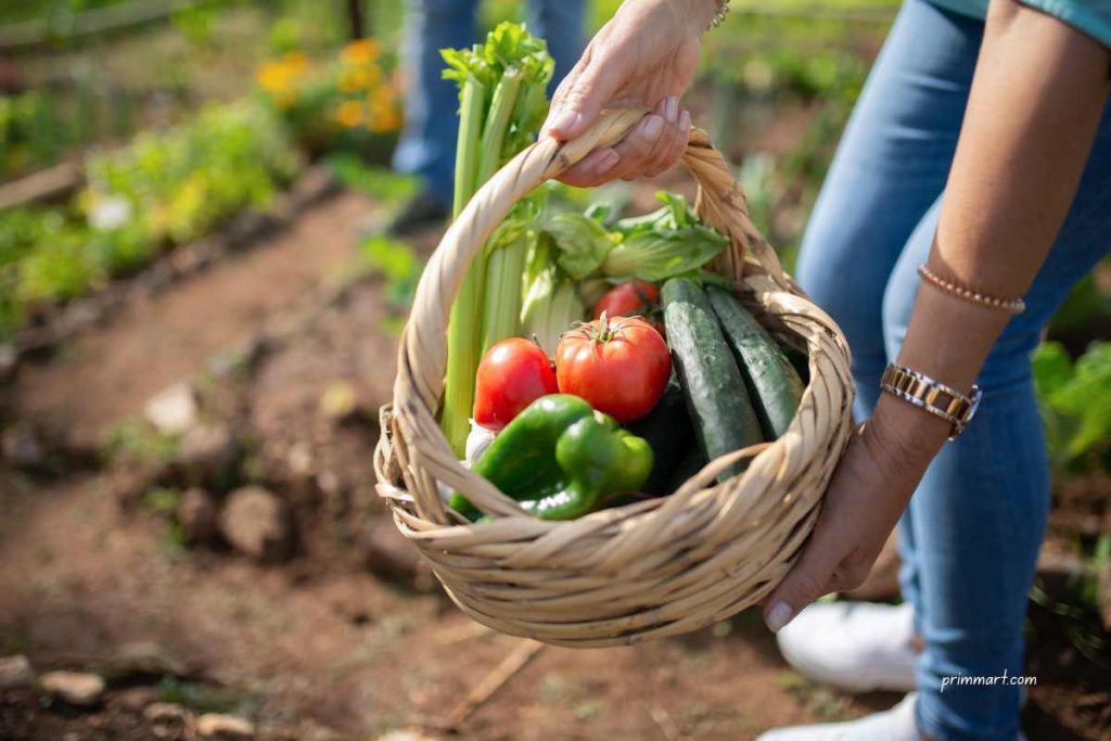 Introduction to Vegetable Gardening
