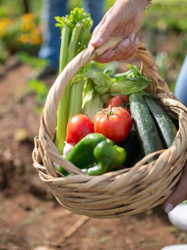 Introduction to Vegetable Gardening