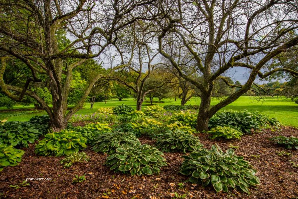 Shade Worth Saving Why Established Trees Deserve a Second Look