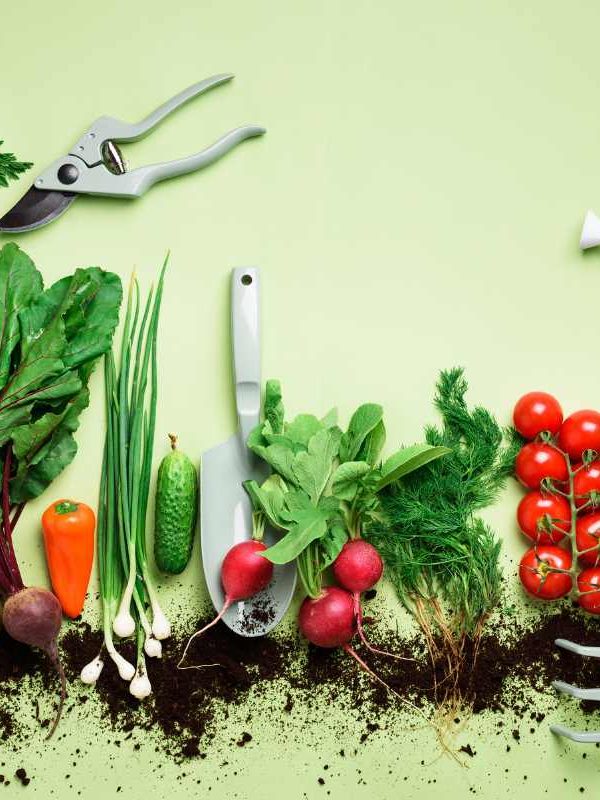 Starting a Vegetable Garden – The Easy Way