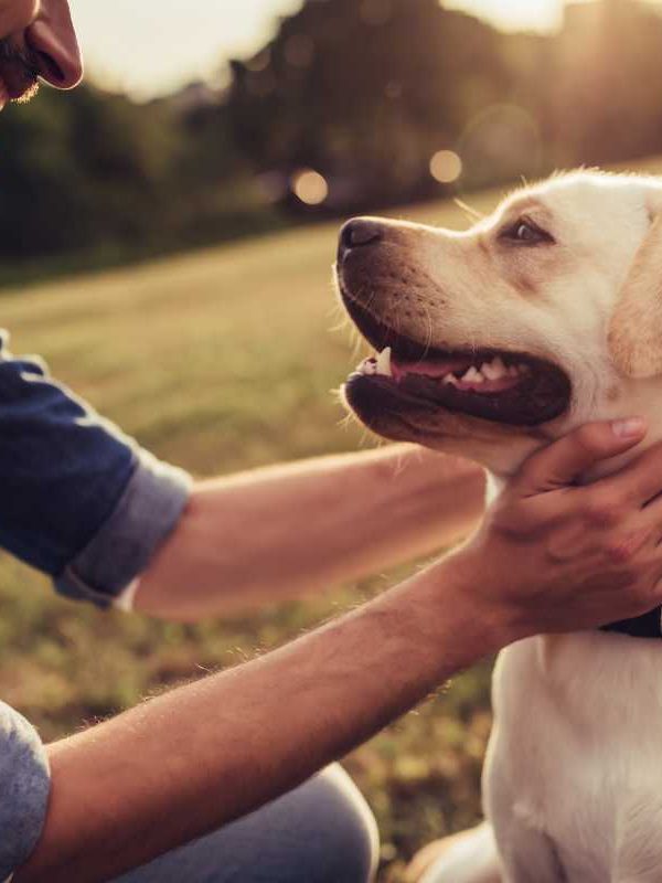 Top Tips For Keeping Your Canine Friend Happy And Healthy