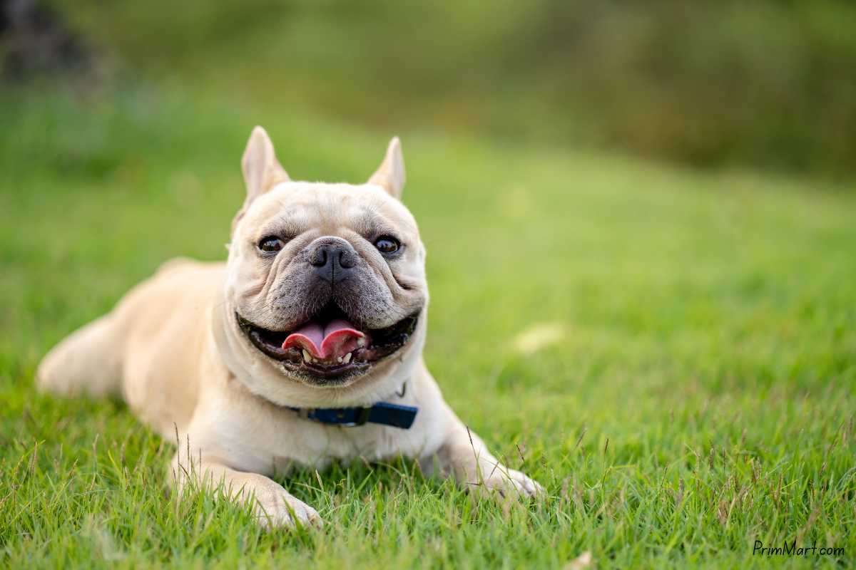 Why French Bulldogs Are America’s Favorite Breed Right Now 