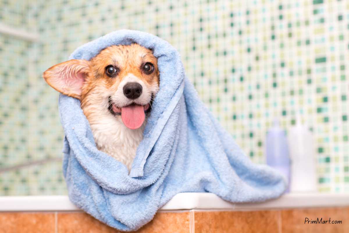 Smart Grooming at Home: Must-Have Tools for Stress-Free Dog Hair Trimming