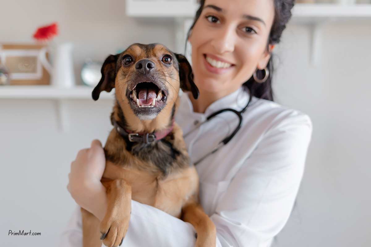 How to Help Your Dog Stay Calm During Vet Visits