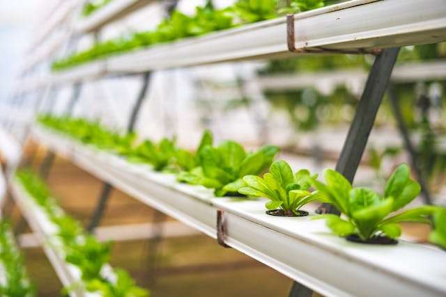 How Vertical Growing Systems Are Changing Modern Farming