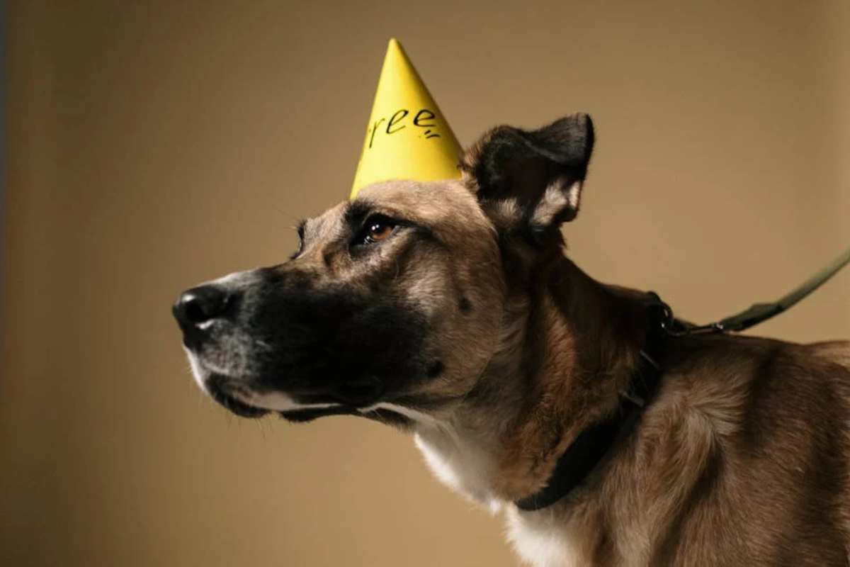 Prioritizing Health and Quality in Modern Pet Care