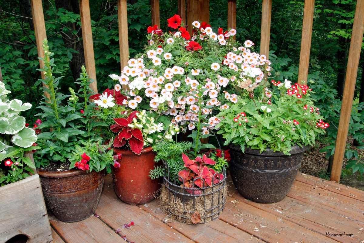 12 Easy Container Garden Ideas for Small Patios and Porches