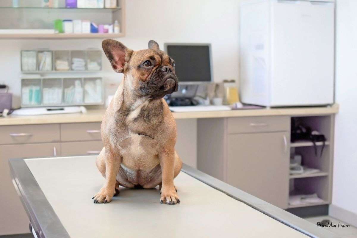 Pet Diagnostic Imaging